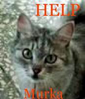 Help to Murka!